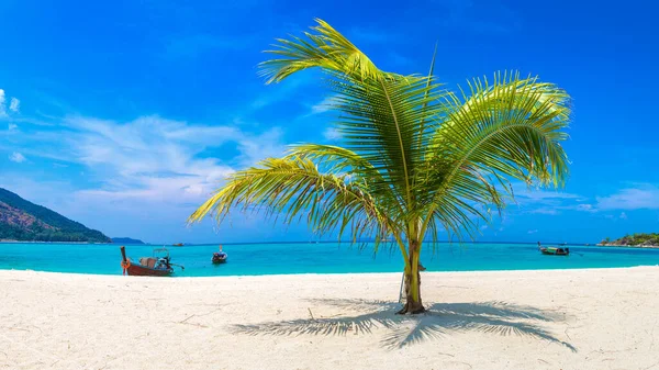 Panorama Singola Palma Piccola Appesa Sulla Spiaggia Tropicale Con Sabbia — Foto Stock