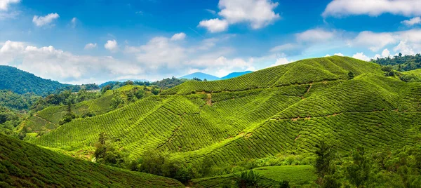 Panorama Plantações Chá Dia Ensolarado — Fotografia de Stock