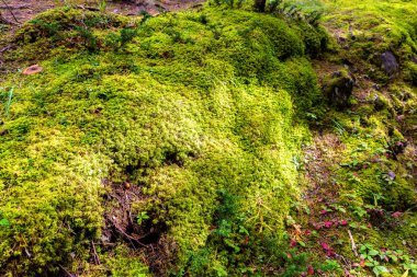 Banff Ulusal Parkı, Kanada 'da güzel yeşil yosun