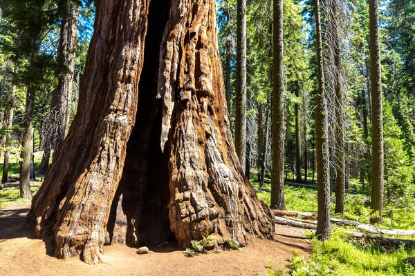 Sequoia Gigante Parque Nacional Sequoia California — Foto de Stock