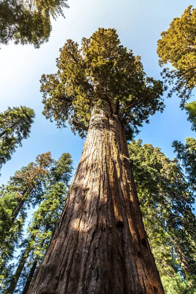 Général Sherman Tree Séquoia Géant Dans Parc National Sequoia Californie — Photo