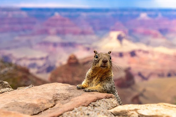 Scoiattolo Grand Canyon National Park Una Giornata Sole Arizona Usa — Foto Stock