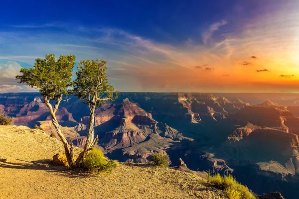 Árvore Única Grand Canyon National Park Powell Point Pôr Sol — Fotografia de Stock