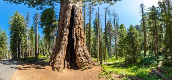 Panorama Sequoia Gigante Parque Nacional Sequoia California — Foto de Stock