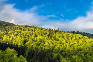 Karpatlar dağ orman içinde bir güzel yaz gün, Ukrayna