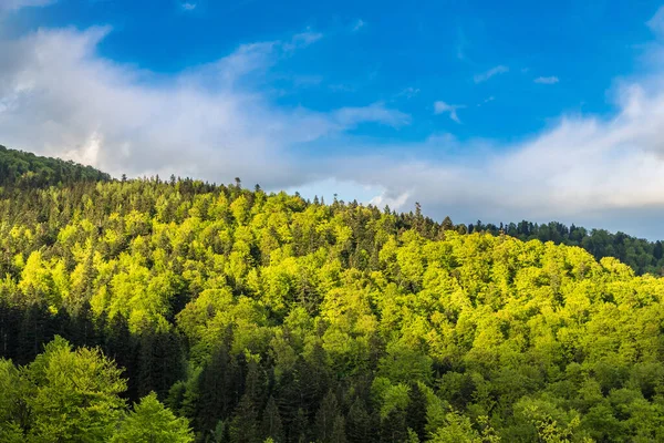 Cárpatos Bosque Montaña Hermoso Día Verano Ucrania — Foto de Stock