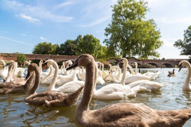 Stratford-upon-Avon 'daki nehirde kuğular güzel bir yaz günü, İngiltere, Birleşik Krallık