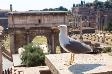 Martı ve antik kalıntıları Forum bir yaz günü, Roma, İtalya
