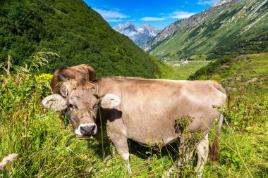 Bir güzel yaz günü, İsviçre Alpleri'nde otlayan inekler