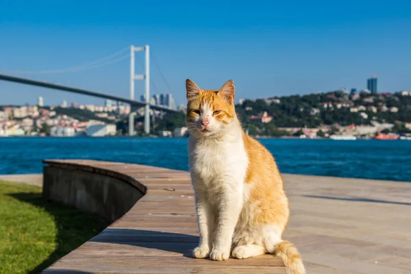 Cat and Bosporus bridge connecting Europe and Asia in Istanbul, Turkey in a beautiful summer day