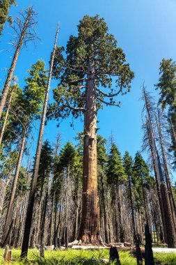Sequoia Ulusal Parkı 'ndaki Giant Sequoia, ABD