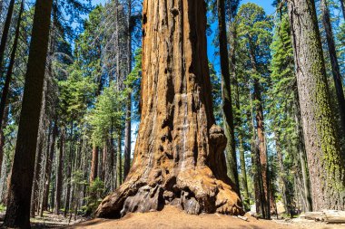Sequoia Ulusal Parkı 'ndaki Giant Sequoia, ABD