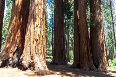 Sequoia Ulusal Parkı 'ndaki Giant Sequoia, ABD