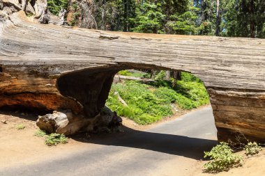 ABD 'nin Kaliforniya eyaletindeki Sequoia Ulusal Parkı' ndaki tünel kayıtları.