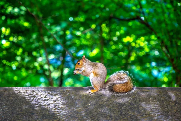 Esquilo Vermelho Contra Fundo Árvore Dia Verão — Fotografia de Stock