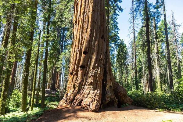 Sequoia Gigante Parque Nacional Sequoia California — Foto de Stock