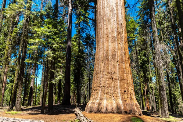 Sequoia Gigante Parque Nacional Sequoia California — Foto de Stock