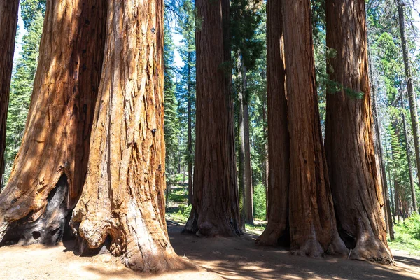 Sequoia Gigante Parque Nacional Sequoia California — Foto de Stock