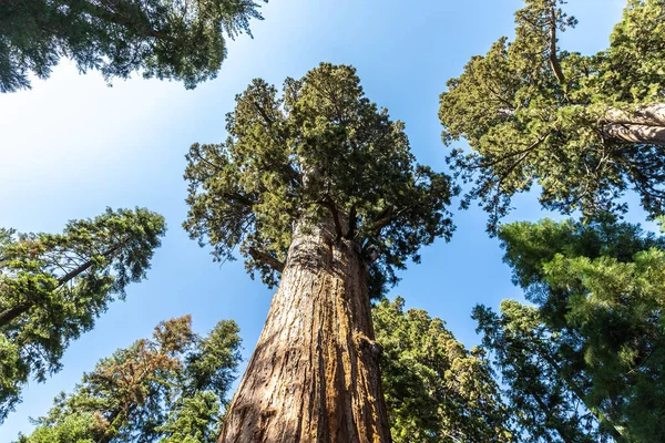 Général Sherman Tree Séquoia Géant Dans Parc National Sequoia Californie — Photo