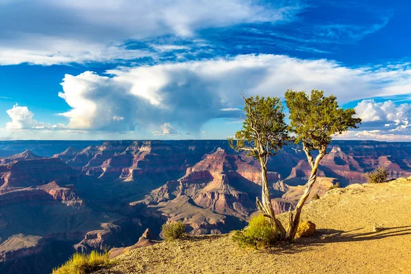 Árvore Única Grand Canyon National Park Powell Point Pôr Sol — Fotografia de Stock