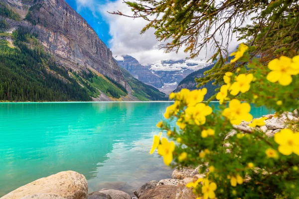 Vue Panoramique Lac Louise Fleur Jaune Sauvage Parc National Canada — Photo