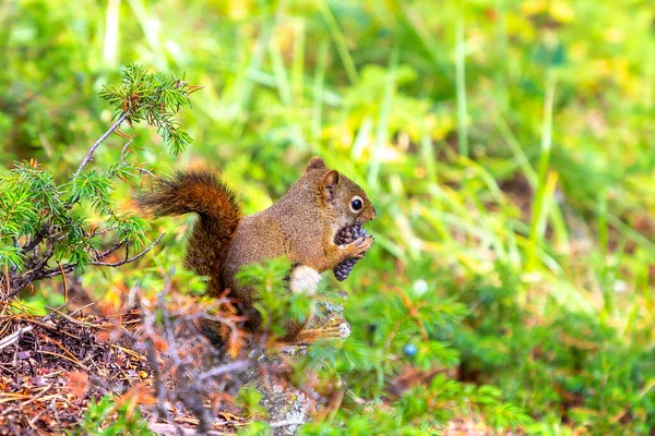 阳光灿烂的日子里 红松鼠爬在树枝上 — 图库照片