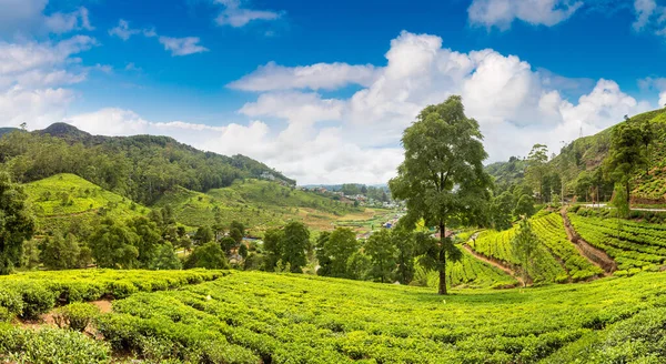 Panorama Van Theeplantages Nuwara Eliya Sri Lanka — Stockfoto