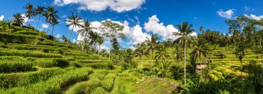 Güneşli bir günde Bali, Endonezya 'da Tegallalang pirinç tarlası panoraması