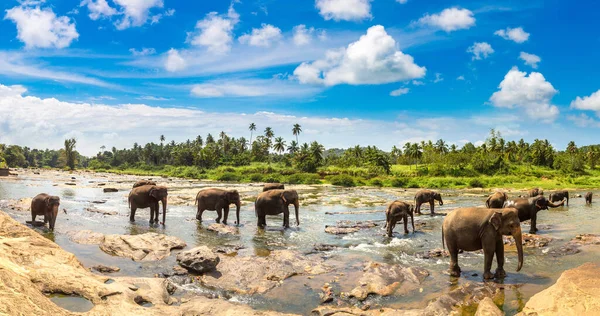 Panorama Elephant Elephant Central Sri Lanka —  Fotos de Stock