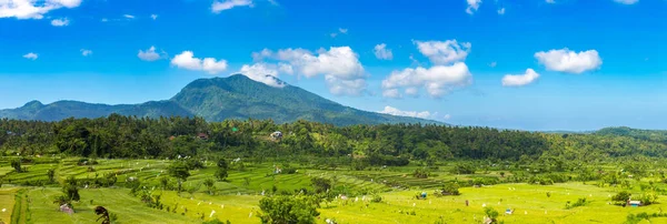 Panorama Arroz Terraço Campo Bali Indonésia Dia Ensolarado — Fotografia de Stock