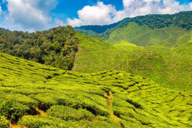 Güneşli bir günde çay tarlalarının panoramik manzarası
