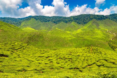 Güneşli bir günde çay tarlalarının panoramik manzarası
