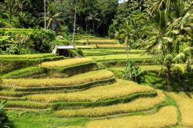 Bali, Endonezya 'da Tegallalang pirinç tarlası güneşli bir günde