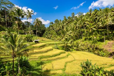 Bali, Endonezya 'da Tegallalang pirinç tarlası güneşli bir günde