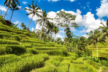 Bali, Endonezya 'da Tegallalang pirinç tarlası güneşli bir günde