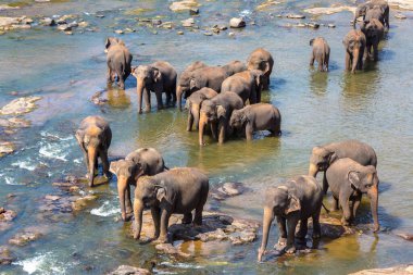 Sri Lanka 'daki nehirde fil sürüsü