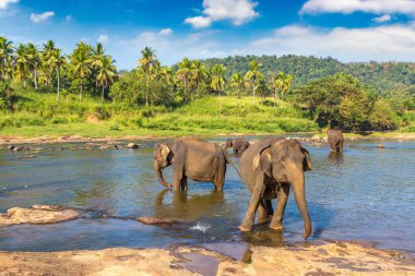Herd of elephants at the river in central Sri Lanka in  a summer day