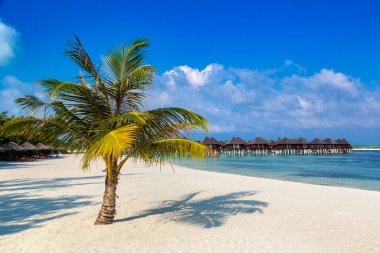 Güneşli bir yaz gününde tek hindistan cevizi palmiyeli tropik plaj