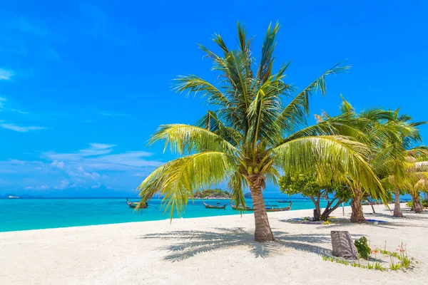 Única Palmeira Pequena Pendurada Sobre Praia Tropical Com Areia Branca — Fotografia de Stock