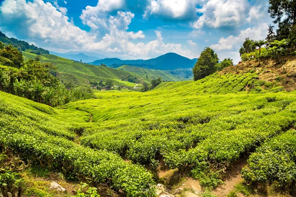 Панорамный Вид Чайные Плантации Солнечный День — стоковое фото