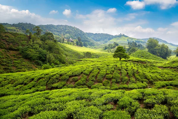 Panoramisch Uitzicht Theeplantages Een Zonnige Dag — Stockfoto