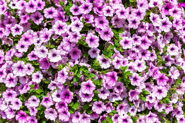 Bakgrund Rosa Petunior Blommor Sommardag — Stockfoto