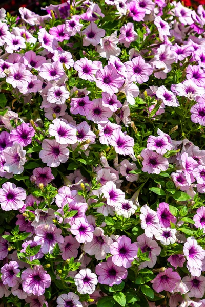 Bakgrund Rosa Petunior Blommor Sommardag — Stockfoto