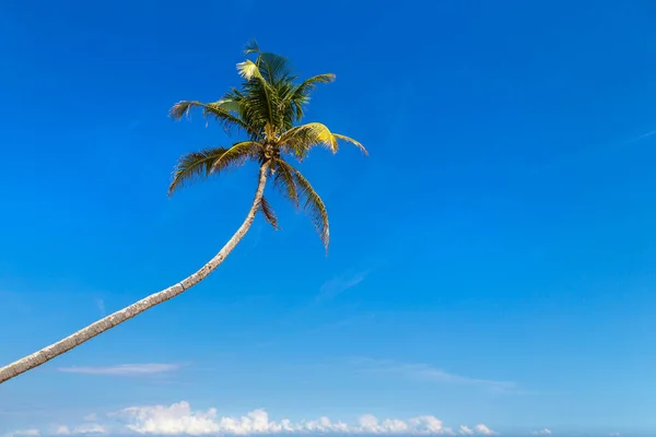 Single Palm Tree Beach Sunny Day — Fotografia de Stock