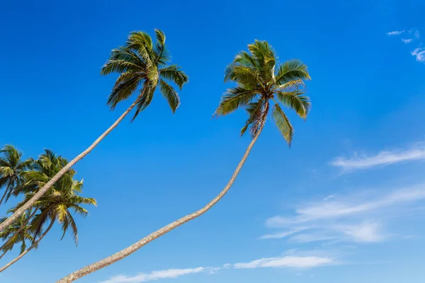 Güneşli Bir Günde Mavi Gökyüzüne Karşı Palmiye Ağacı — Stok fotoğraf