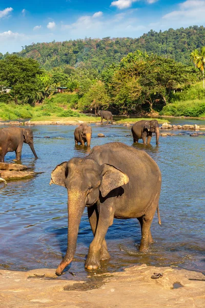 Troupeau Éléphants Centre Sri Lanka — Photo