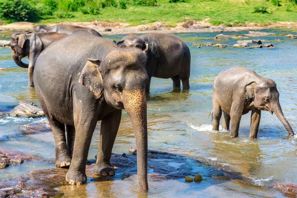 Стадо Слонов Реки Шри Ланке — стоковое фото