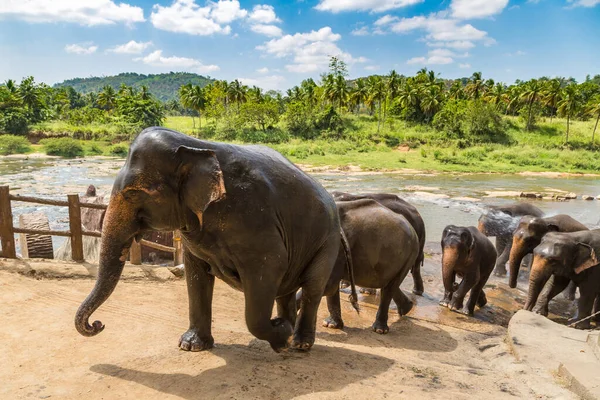 Стадо Слонов Шри Ланке Летний День — стоковое фото