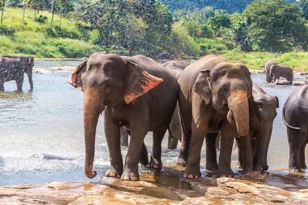 Troupeau Éléphants Sri Lanka Dans Une Journée Été — Photo