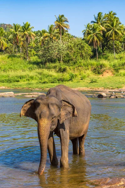Elefante Único Sri Lanka Dia Ensolarado — Fotografia de Stock